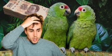Multa aplicable por tener un loro o perico en casa en México