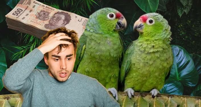 Multa aplicable por tener un loro o perico en casa en México