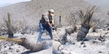 Tragedia en incendio de vivienda: dos perros fallecen