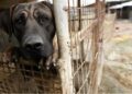 VIDEO | Maltrato a animales estaría relacionado con salud mental, indica RGC