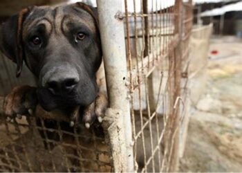VIDEO | Maltrato a animales estaría relacionado con salud mental, indica RGC