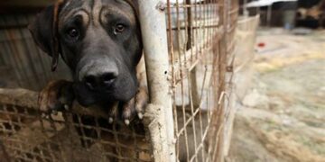 VIDEO | Maltrato a animales estaría relacionado con salud mental, indica RGC
