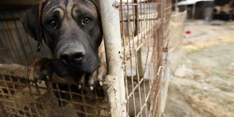 VIDEO | Maltrato a animales estaría relacionado con salud mental, indica RGC
