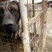 VIDEO | Maltrato a animales estaría relacionado con salud mental, indica RGC
