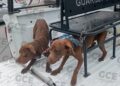 Detectan y salvan a dos canes víctimas de maltrato en la colonia Prados de San Vicente