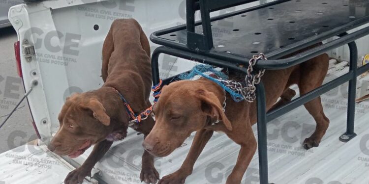 Detectan y salvan a dos canes víctimas de maltrato en la colonia Prados de San Vicente