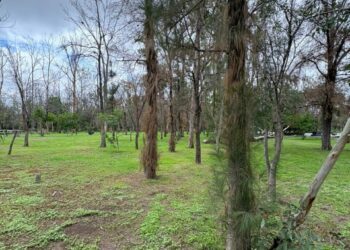 Gracias a las lluvias el Parque de Morales se recupera
