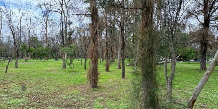 Gracias a las lluvias el Parque de Morales se recupera