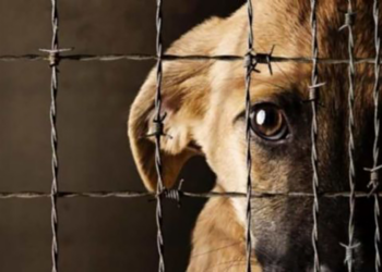 Gobernador sugiere problema de salud mental en caso de maltrato animal en la capital potosina