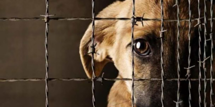 Gobernador sugiere problema de salud mental en caso de maltrato animal en la capital potosina