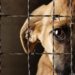 Gobernador sugiere problema de salud mental en caso de maltrato animal en la capital potosina