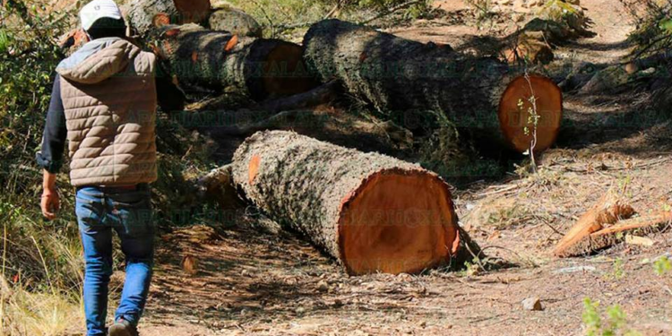 Ayuntamiento de SLP insiste por tercer año en endurecer sanciones por tala y poda ilegal de árboles