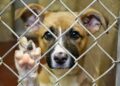 VIDEO | Temen que se presenten más situaciones de maltrato animal
