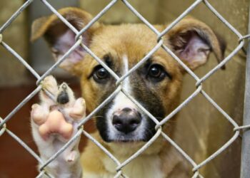 VIDEO | Temen que se presenten más situaciones de maltrato animal