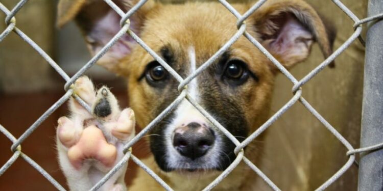 VIDEO | Temen que se presenten más situaciones de maltrato animal