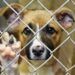 VIDEO | Temen que se presenten más situaciones de maltrato animal