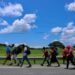 Baja el número de migrantes hondureños en SLP según cónsul