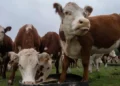 La multimillonaria estafa de las “vacas virtuales”que sacude a Uruguay, uno de los países más ganaderos del mundo