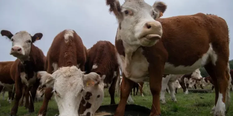 La multimillonaria estafa de las “vacas virtuales”que sacude a Uruguay, uno de los países más ganaderos del mundo