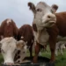 La multimillonaria estafa de las “vacas virtuales”que sacude a Uruguay, uno de los países más ganaderos del mundo