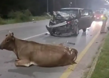 Vaca es embestida por camioneta en carretera hacia Rioverde