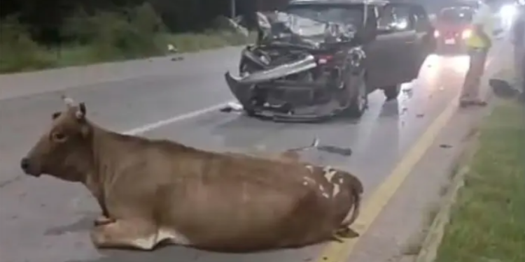 Vaca es embestida por camioneta en carretera hacia Rioverde