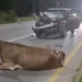 Vaca es embestida por camioneta en carretera hacia Rioverde