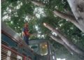 Minera México paga multa tras tala ilegal de árbol en la Aviación