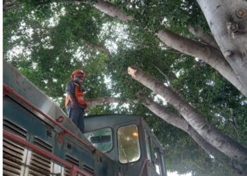 Minera México paga multa tras tala ilegal de árbol en la Aviación
