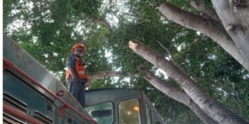 Minera México paga multa tras tala ilegal de árbol en la Aviación