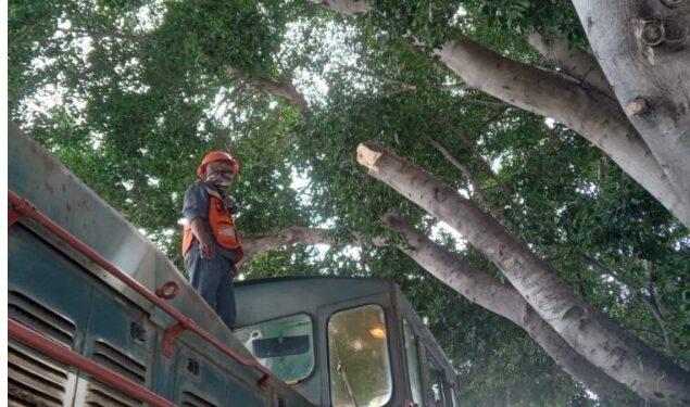 Minera México paga multa tras tala ilegal de árbol en la Aviación