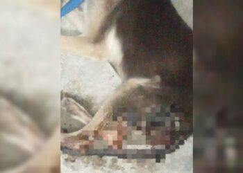 Fiscalía inicia investigación por caso de maltrato animal en Ciudad Valles