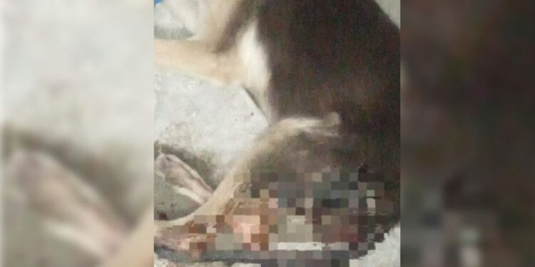 Fiscalía inicia investigación por caso de maltrato animal en Ciudad Valles