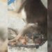 Fiscalía inicia investigación por caso de maltrato animal en Ciudad Valles