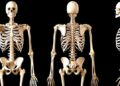 El esqueleto de hace 4.500 años que puede ayudar a reescribir la historia del Antiguo Egipto