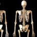 El esqueleto de hace 4.500 años que puede ayudar a reescribir la historia del Antiguo Egipto