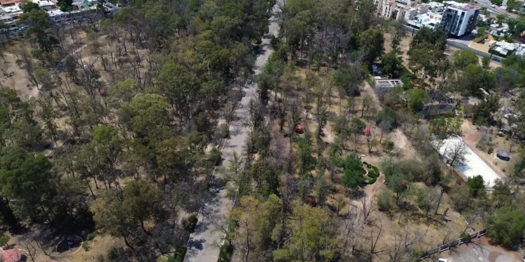 Parque de Morales será escenario de una reforestación masiva