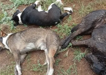 Investigan muerte de 45 perros por presunto envenenamiento en Salinas