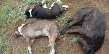Investigan muerte de 45 perros por presunto envenenamiento en Salinas