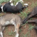 Investigan muerte de 45 perros por presunto envenenamiento en Salinas