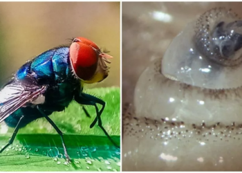 ¿El gusano barrenador es una enfermedad? Y otras preguntas sobre esta larva