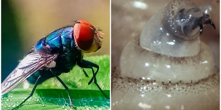 ¿El gusano barrenador es una enfermedad? Y otras preguntas sobre esta larva