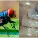 ¿El gusano barrenador es una enfermedad? Y otras preguntas sobre esta larva