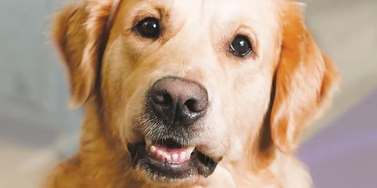 FGESLP investiga presunto caso de maltrato animal en Ciudad Valles