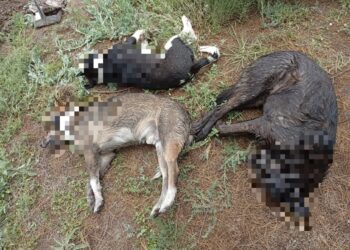 FGESLP investiga muerte de 45 caninos en Salinas