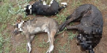 FGESLP investiga muerte de 45 caninos en Salinas
