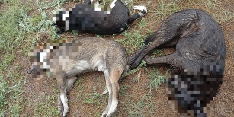 FGESLP investiga muerte de 45 caninos en Salinas