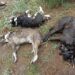 FGESLP investiga muerte de 45 caninos en Salinas