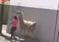 VIDEO | Mujer destaca en Querétaro por pasear con exótica mascota