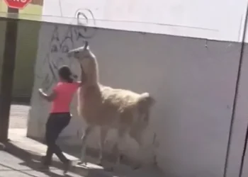 VIDEO | Mujer destaca en Querétaro por pasear con exótica mascota
